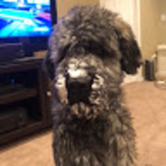 Meet your Posher, Logan - Picture 1 of 1